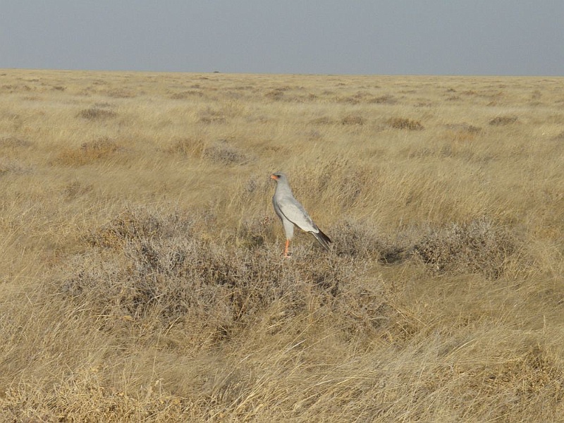 NAMIIA 2011 105.jpg